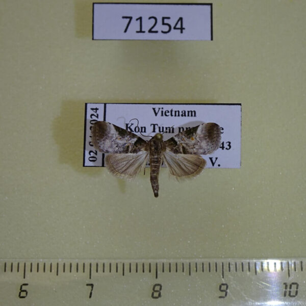 Noctuidae sp. Vietnam