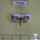 71254p Noctuidae sp. Vietnam $10