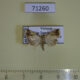 71260p Noctuidae Maliattha marginalis Vietnam $9