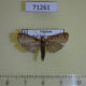 71261p Moth sp. Vietnam $6