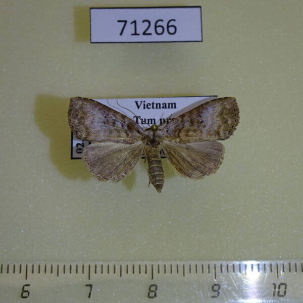Noctuidae sp. Vietnam