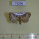 71266p Noctuidae sp. Vietnam $7