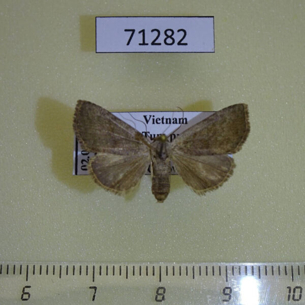 Noctuidae sp. Vietnam