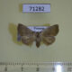 71282p Noctuidae sp. Vietnam $8
