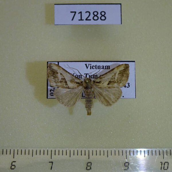 Noctuidae sp. Vietnam