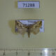 71288p Noctuidae sp. Vietnam $3