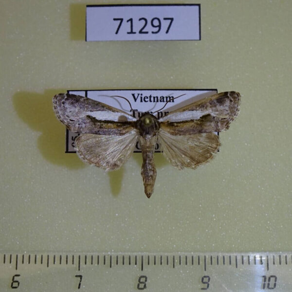 Noctuidae sp. Vietnam