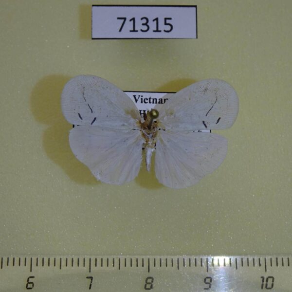 Flatidae Cerynia maria Vietnam