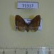 71317p Ricaniidae Pochazia sp. Vietnam $5