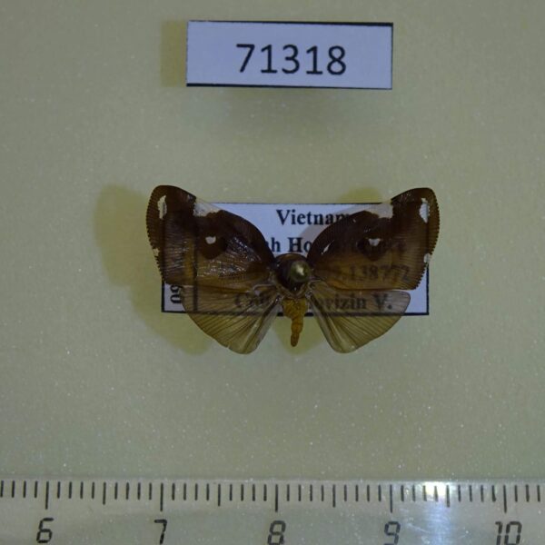 Ricaniidae Pochazia sp. Vietnam
