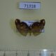 71318p Ricaniidae Pochazia sp. Vietnam $6
