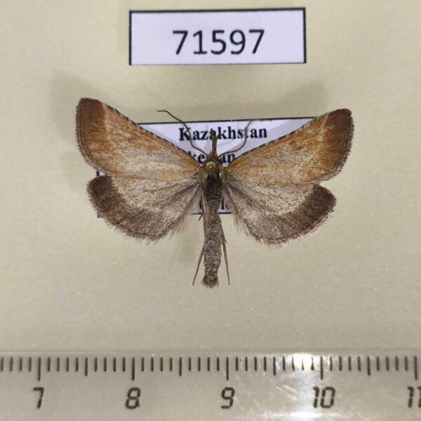 Pyralidae Synaphe antennalis Kazakhstan