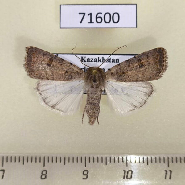 Noctuidae Caradrina clavipalpis Kazakhstan