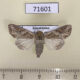 71601p Noctuidae Lacanobia blenna Kazakhstan $5