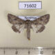 71602p Noctuidae Cardepia irrisoria nigrescens Kazakhstan $6