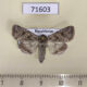 71603p Noctuidae Cardepia helix Kazakhstan $10