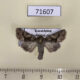 71607p Noctuidae Conisania vidua Kazakhstan $5
