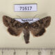 71617p Noctuidae Anarta odontites boisduvalli Kazakhstan $7