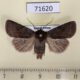 71620p Noctuidae Cerastis rubricosa Kazakhstan $4