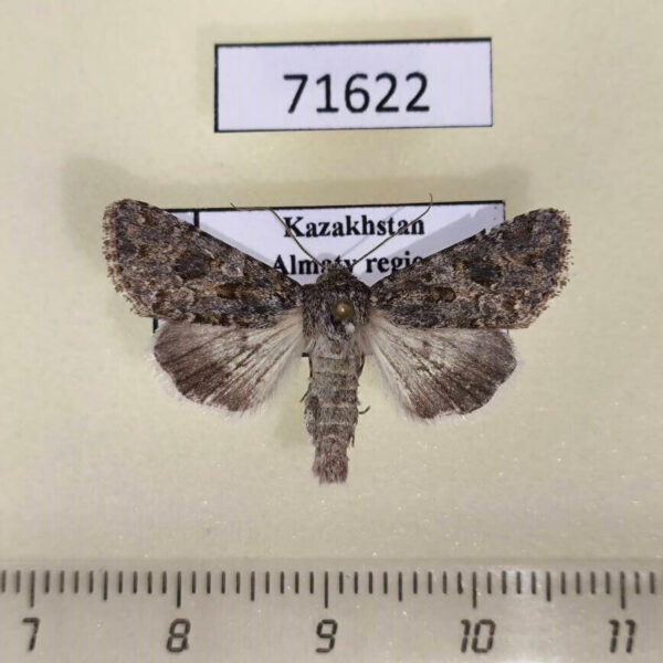 Noctuidae Cardepia helix Kazakhstan
