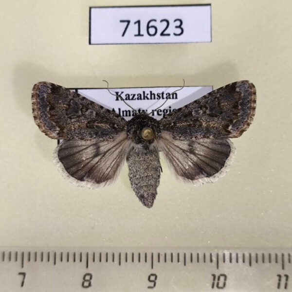 Noctuidae Cardepia helix f Kazakhstan