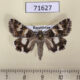 71627p Noctuidae Drasteria picta Kazakhstan $8