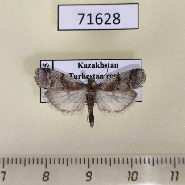 Pyralidae sp. Kazakhstan