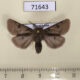 71643p Arctiidae Eudiaphora turensis Kazakhstan $10