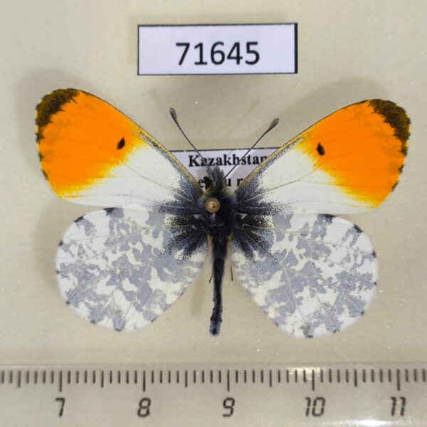 Pieridae Anthocharis cardamines Kazakhstan