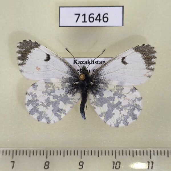 Pieridae Anthocharis cardamines f Kazakhstan