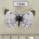 71646p Pieridae Anthocharis cardamines f Kazakhstan $5