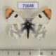 71648p Pieridae Zegris fausti Kazakhsatan $9