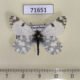 71651p Pieridae Euchloe pulverata Kazakhstan $4