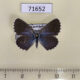 71652p Lycaenidae Pseudophilotes vicrama f Kazakhstan $9