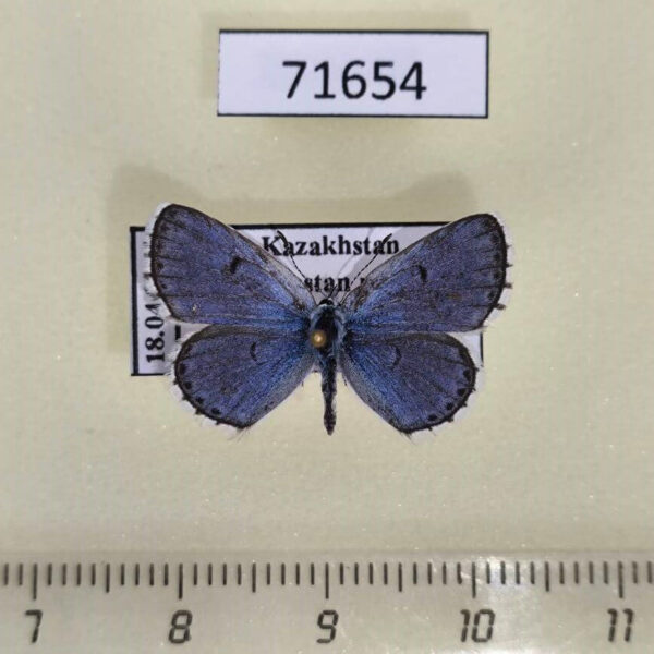 Lycaenidae Pseudophilotes vicrama Kazakhstan