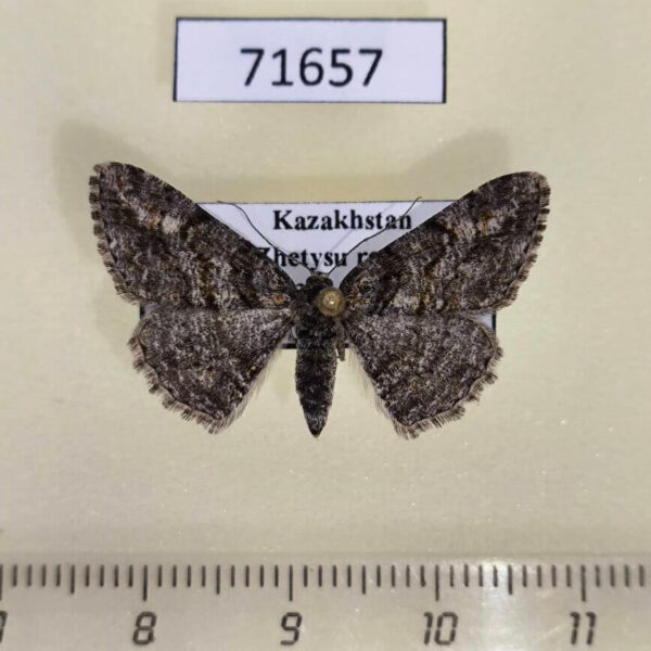Geometridae Cleora cinctaria Kazakhstan