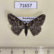 71657p Geometridae Cleora cinctaria Kazakhstan $5