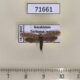 71661p Tineidae sp. Kazakhstan $6