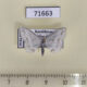 71663p Geometridae Scopula ornata Kazakhstan $4