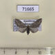71665p Geometridae Eupithecia sp. innotata Kazakhstan $4