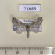 71666p Geometridae Lithostege excelsata Kazakhstan $6