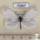 71667p Pieridae Leptidea sinapis Kazakhstan $4