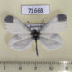 71668p Pieridae Leptidea sinapis Kazakhstan $4