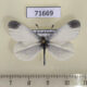 71669p Pieridae Leptidea sinapis Kazakhstan $4