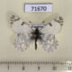 71670p Pieridae Euchloe pulverata Kazakhstan $6