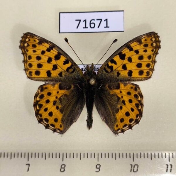 Nymphalidae Issoria lathonia (Spring form) Kazakhstan