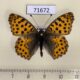 71672p Nymphalidae Issoria lathonia (Spring form) Kazakhstan $5