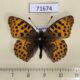 71674p Nymphalidae Issoria lathonia (Spring form) Kazakhstan $8