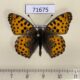 71675p Nymphalidae Issoria lathonia (Spring form) Kazakhstan $5