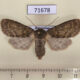 71678p Noctuidae Dasypolia templi Kazakhstan $12